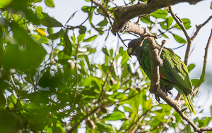 Red-necket Parrot (or Jaco), Morne Diabiotins National Park, Dominica